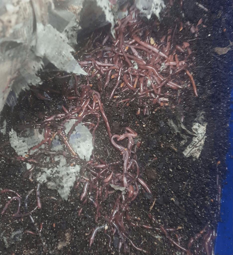 How-to-raise-red-worms