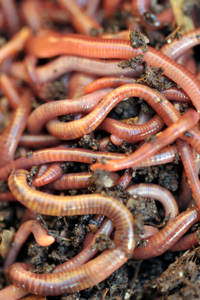 Composting-Worms