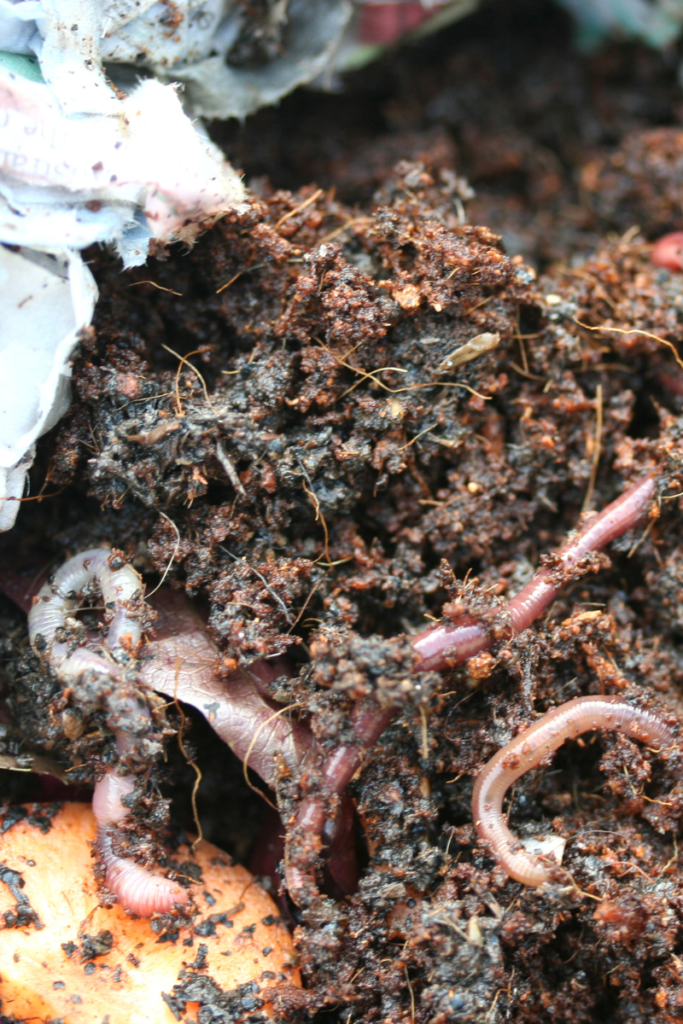 Worm-Farming-For-Profit