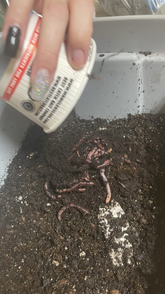 Starting a new worm farm for fishing diy style.