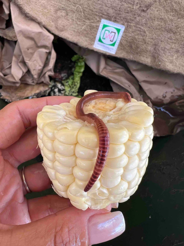 A close-up of a pure European nightcrawler from Meme's Worms resting on a piece of corn cob. The worm's reddish-brown body is prominently visible, curving around the corn, held in a person's hand. Background elements include a worm bedding setup with brown paper and a green-and-white branded label.