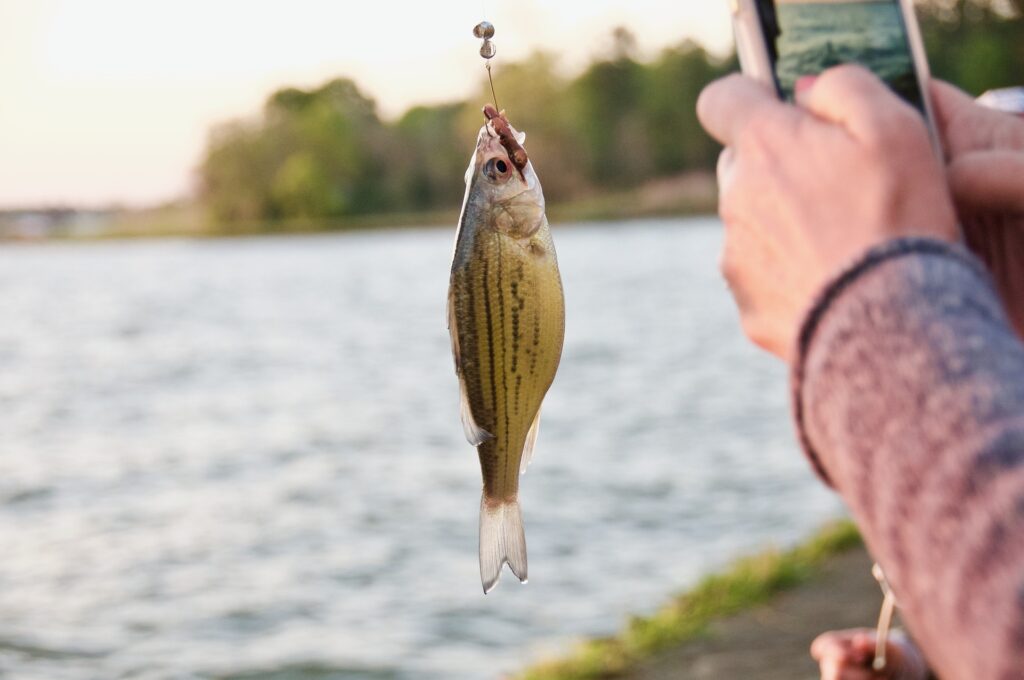 Fishing-With-Red-Worms