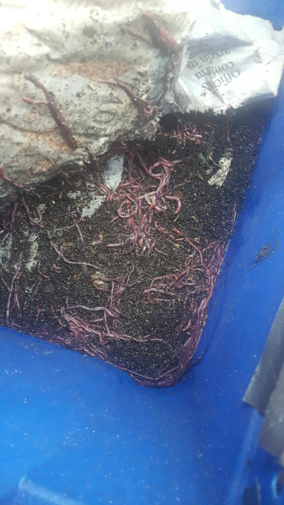 Growing population of red wigglers.