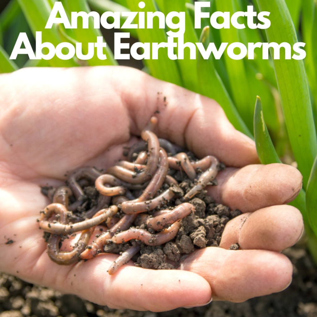 Hand holding earthworms with a banner that says 'Amazing Facts About Earthworms.' Earthworms are wiggling out of the hand's grasp