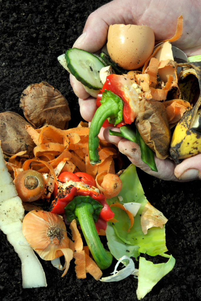 Worm composting food scraps for quality organic fertilizer.