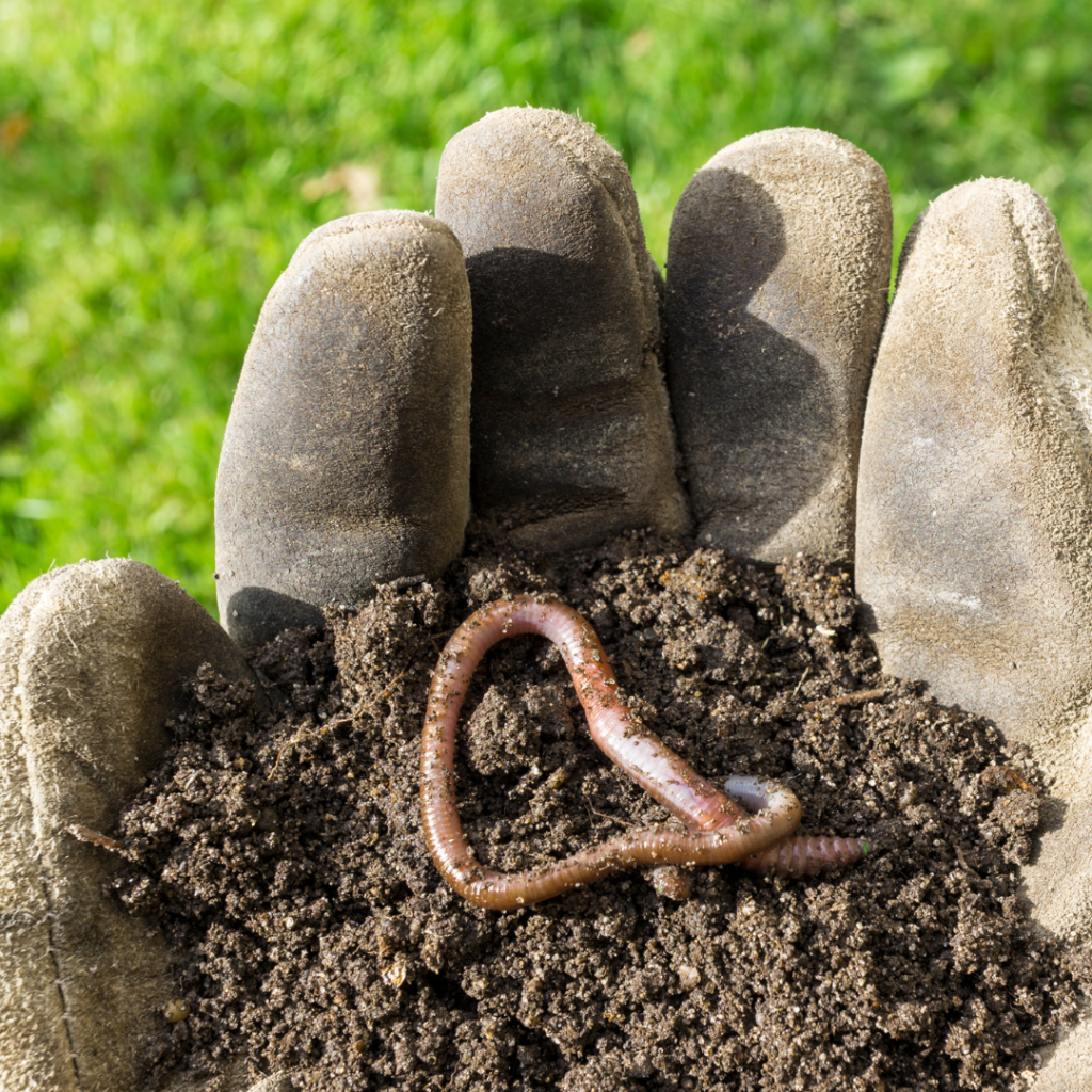 image of a hand holding an earthworm