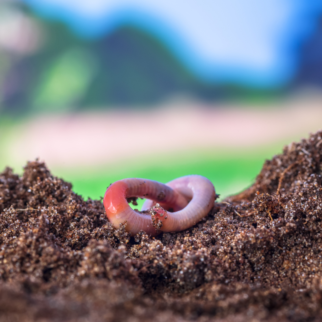 image of a compost worm on top of a compost pile.