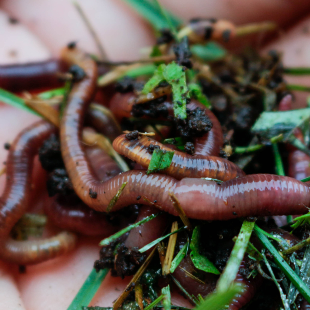 Choosing the right worm farm kit for you.