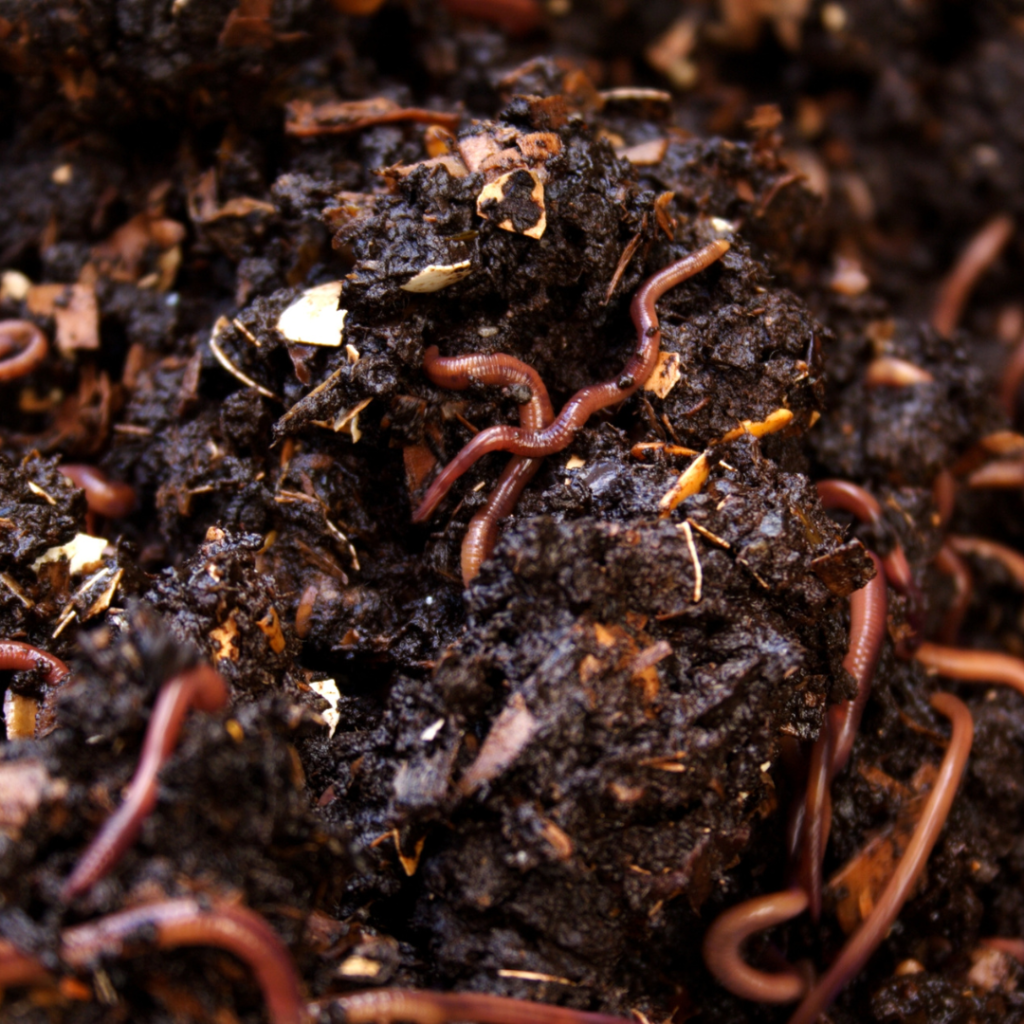 image of red wigglers in compost feeding.