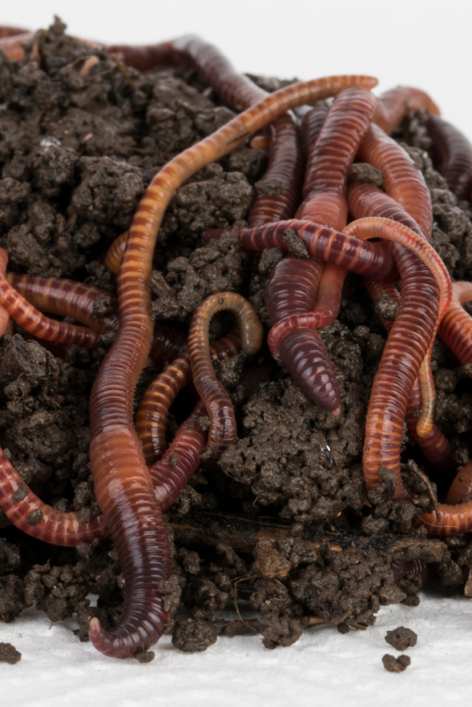 Composting Worms and where To Find Them.