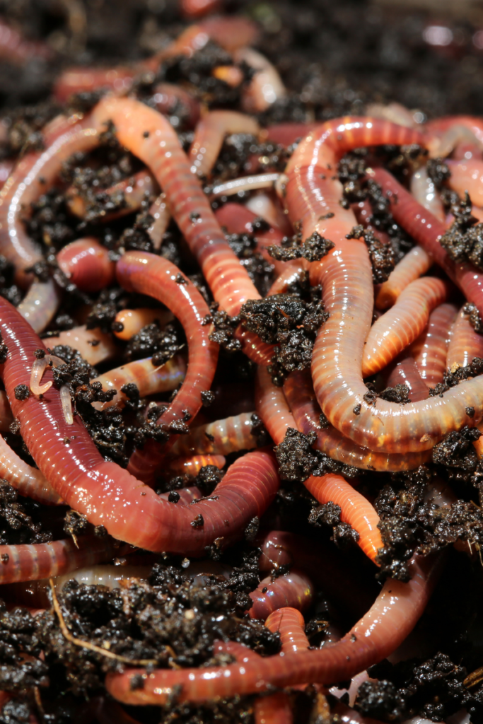 Another very popular compost worm but bigger, look at them as a earthworm with the same appetite as a red wiggler. They are a great alternative to Alabama Jumping worms.