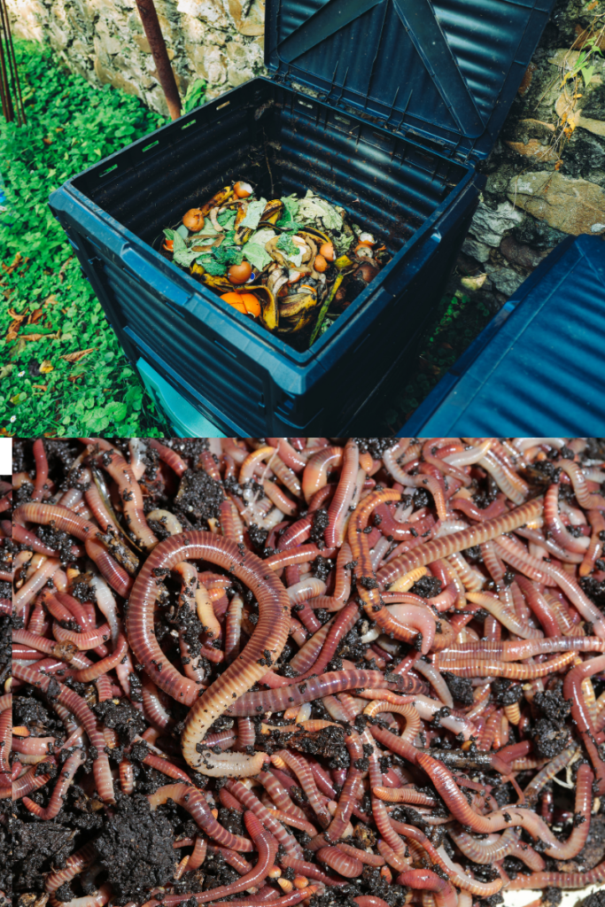 Where To Find Composting Worms For A Worm Bin.