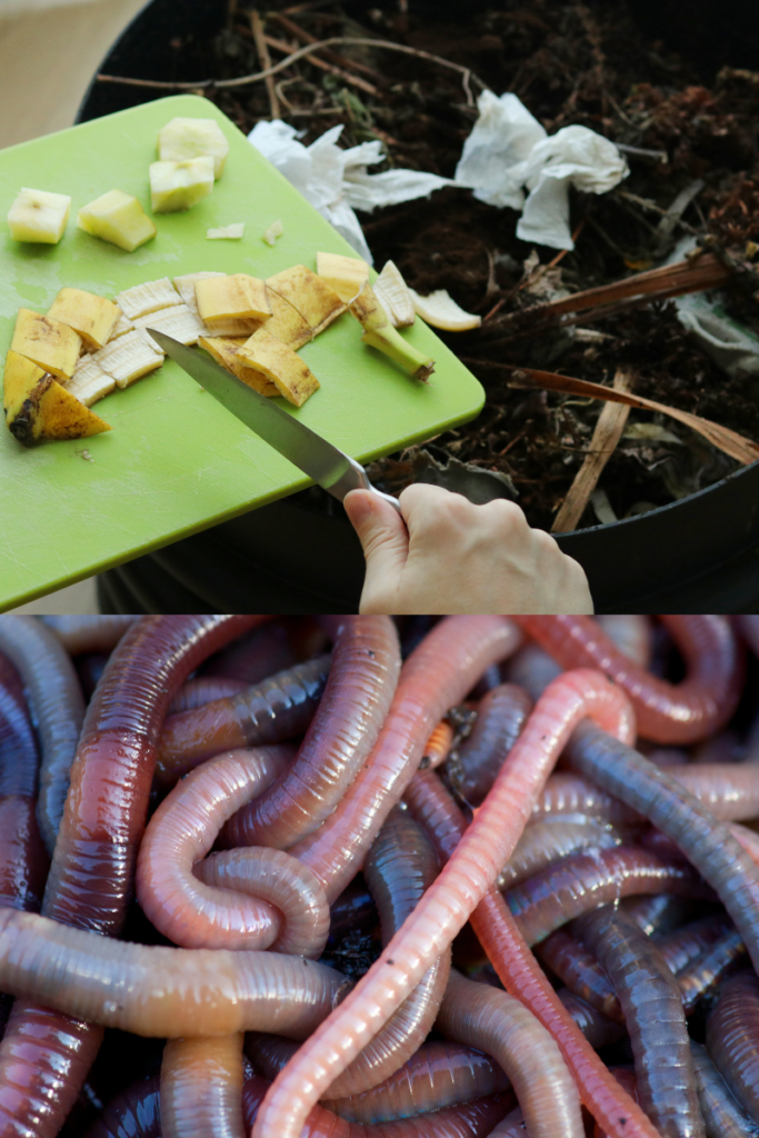 Where To Find Composting Worms For Your Worm Bin,