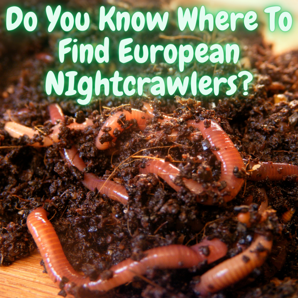 Image asking readers if they know where to find European Nightcrawlers for sale.