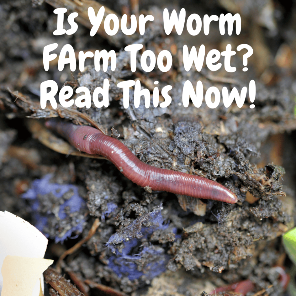 Image of a worm farm that is too wet.