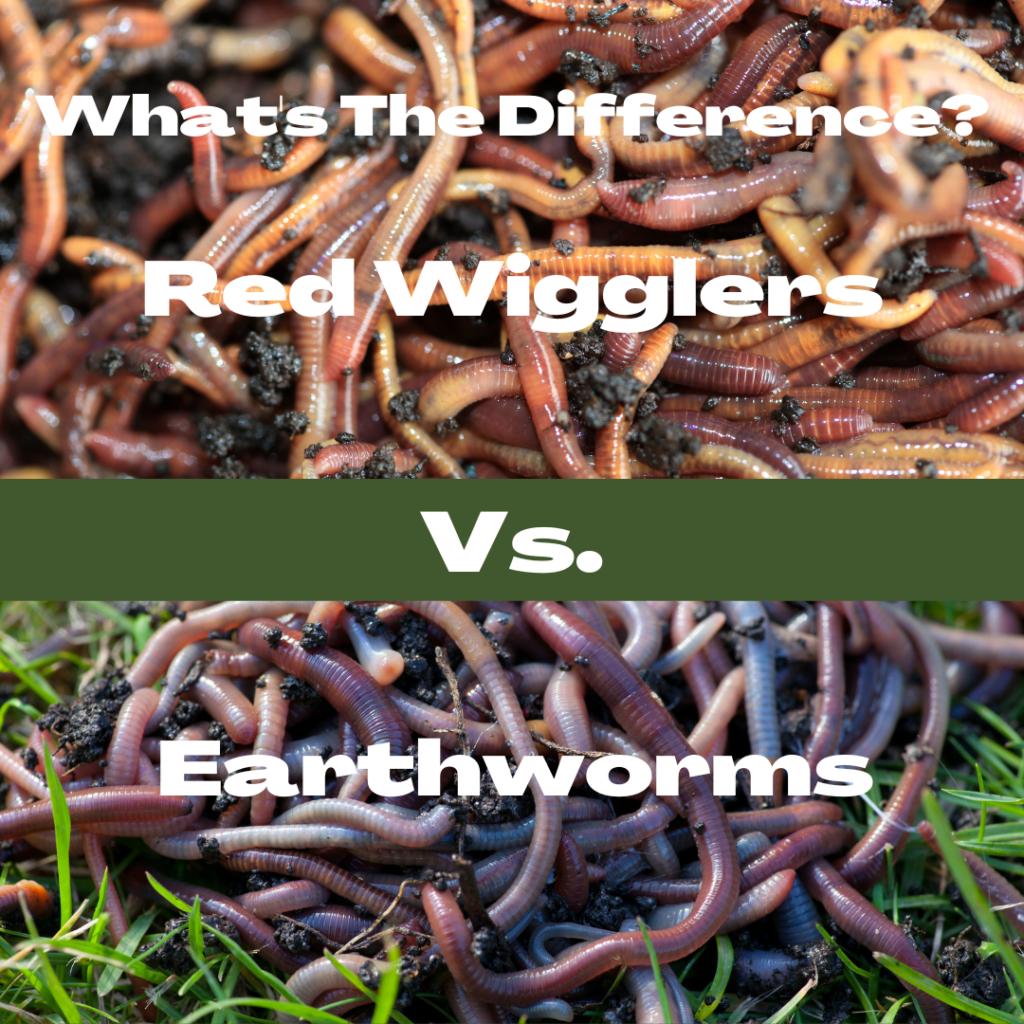 Red wigglers vs. Earthworms covering the difference between the two