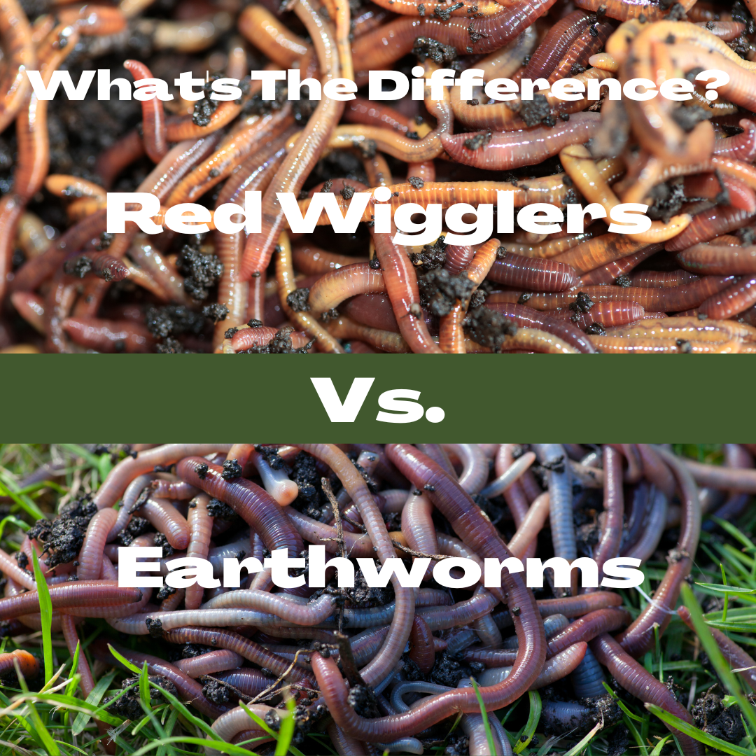 Red Wigglers vs. Earthworms