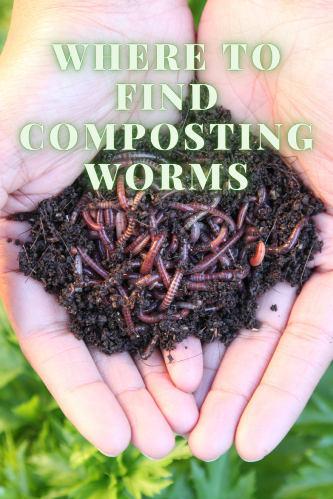 Where to Find Composting Worms