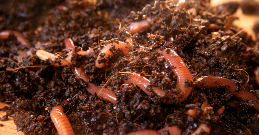 Close-up view of compost worms in a rich and fertile environment, diligently working to decompose organic matter and create nutrient-rich compost.