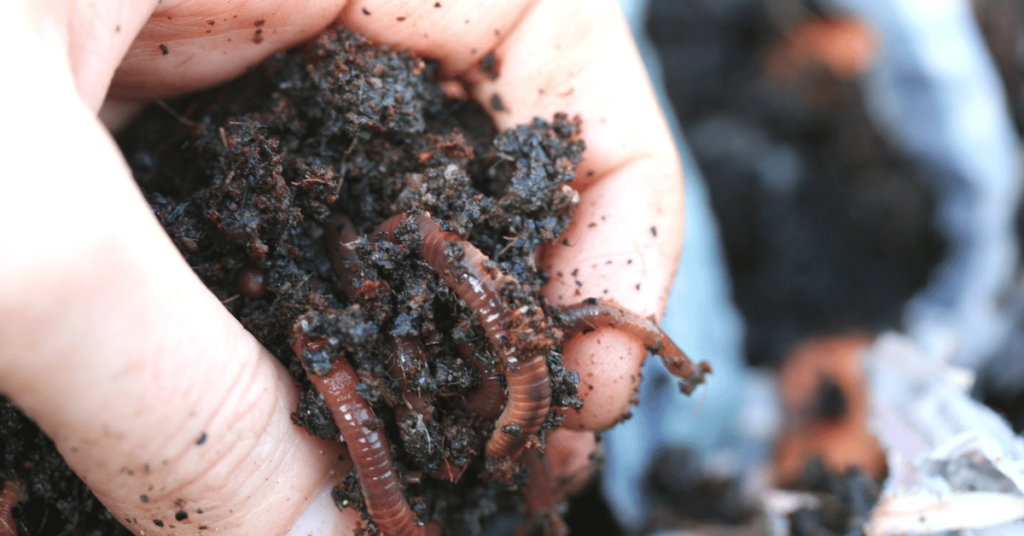 A person's hands holding a close-up view of compost worms. These red wriggler worms, known as compost worms, are essential for the composting process, breaking down organic waste into nutrient-rich vermicompost. To obtain compost worms, one can explore various options. Local gardening centers, online suppliers, and specialized worm farms are ideal places to find compost worms. They provide a sustainable solution for obtaining these beneficial creatures, enabling individuals to start their own composting projects and create nutrient-rich soil for their gardens. Where To Get Compost Worms - various sources for acquiring compost worms.