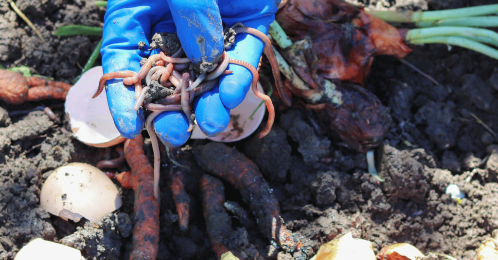 A worm farmer holds a handful of earthworms above a freshly made organic compost pile. The earthworms, known as compost worms, are key contributors to the composting process. Their activity helps break down organic matter, turning it into nutrient-rich compost. This image showcases the symbiotic relationship between the farmer and the earthworms as they work together to create fertile soil. The farmer's hands cradle the wriggling earthworms, highlighting their role in sustainable waste management and soil enrichment. The vibrant compost pile serves as a testament to the success of the worm farmer's efforts.