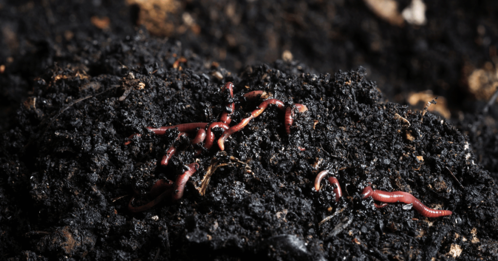 A close-up view of compost worms in a pile of nutrient-rich vermicompost, also known as black gold. These red wriggler worms, commonly used for composting, are actively breaking down organic waste materials into rich soil amendment.  Where to get compost worms? They can be sourced for composting purposes, and are often available from local gardening centers, online suppliers, or specialized worm farms. Compost worms play a crucial role in the composting process, transforming organic waste into valuable nutrient-rich soil that can be used to enhance plant growth.