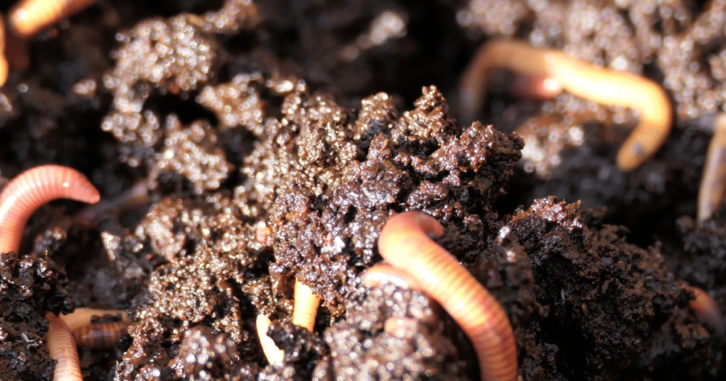 How To Make The Best Worm Castings: A close-up image of nutrient-rich worm castings teeming with healthy worms, demonstrating the exceptional quality and effectiveness of the best worm castings for enriching garden soil.