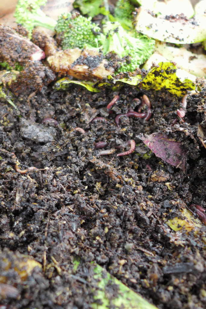 A close-up view of earthworms happily nestled in nutrient-rich compost.