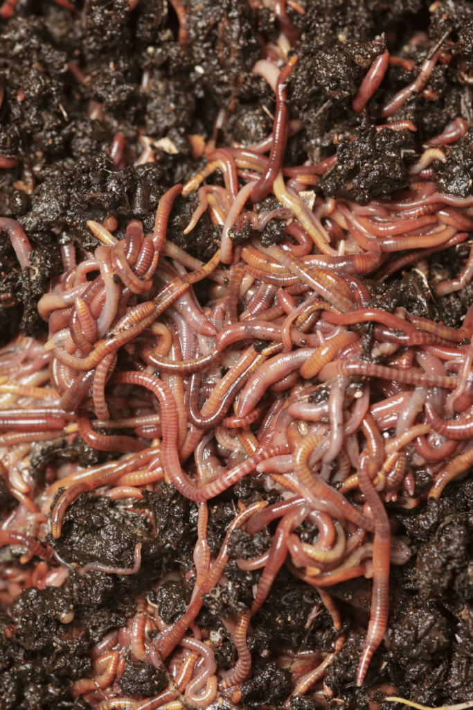 Overpopulated worm bin with an excess of worms. Exploring the question, 'Can you have too many worms in your compost?' as this overcrowded environment may lead to composting challenges and the need for proper management.