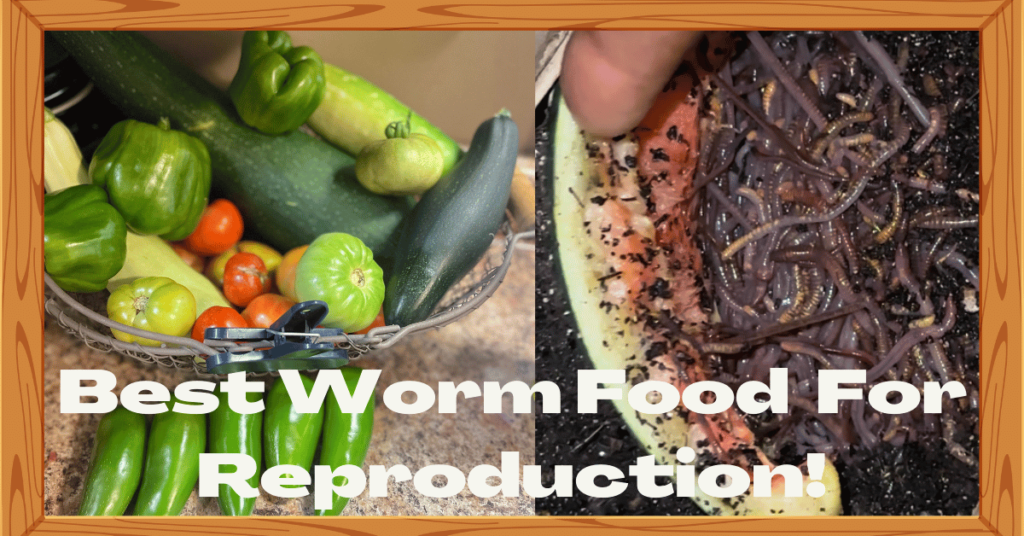 A colorful array of fresh vegetables on the left, while compost worms on the right diligently consuming a watermelon rind.