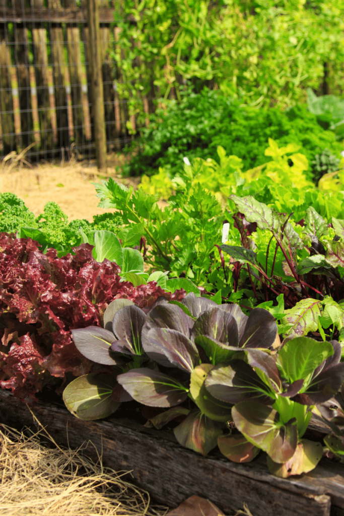 A bountiful garden in all its glory, flourishing with an abundance of vibrant plants, colorful blooms, and lush green foliage. This awe-inspiring scene reveals the remarkable results of using worm tea as a natural fertilizer. Witness the magic of nature's elixir as the garden thrives, thanks to the nutrient-rich and nourishing properties of worm tea. Celebrate the harmonious partnership between compost worms, worm tea, and your garden's flourishing health.