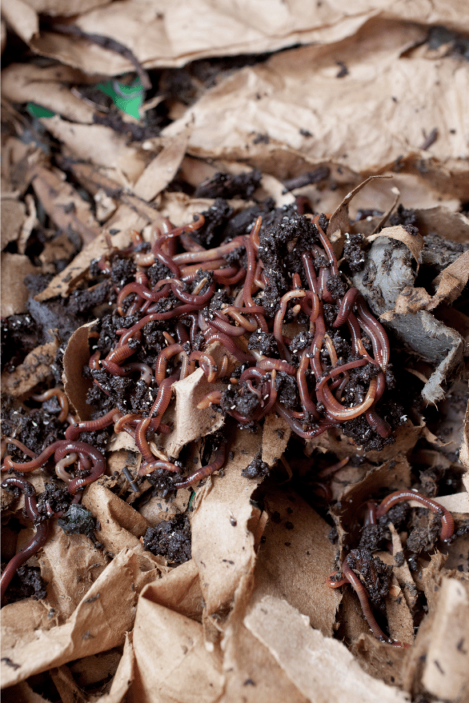 Worms in a well-balanced worm bin with shredded cardboard bedding. Unveiling the question, Can you have too many worms in your compost?' as these industrious worms help convert kitchen scraps into nutrient-rich compost for a flourishing garden.