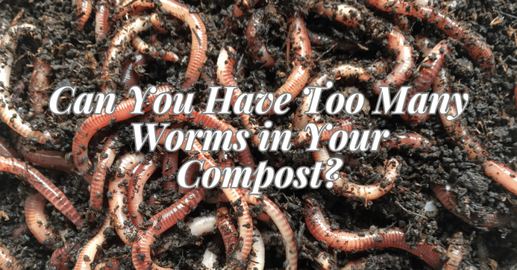 A thriving community of compost worms in a compost bin. The blog's featured image depicts a large amount of wriggling red worms diligently working in a well-maintained compost bin. The photo showcases the question, 'Can you have too many worms in your compost?' as it explores the importance of finding the right balance for effective vermicomposting.