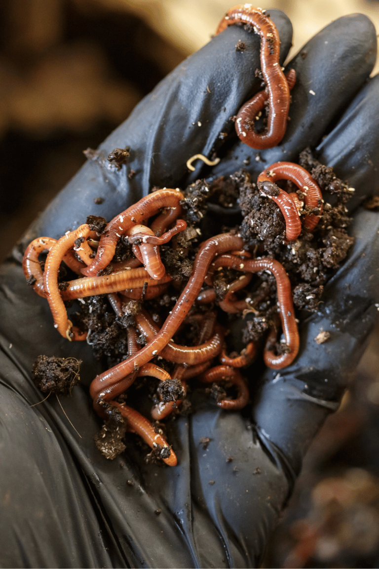 How to Build a Worm Farm for Fishing The Ultimate StepbyStep Guide for Raising Bait Worms For