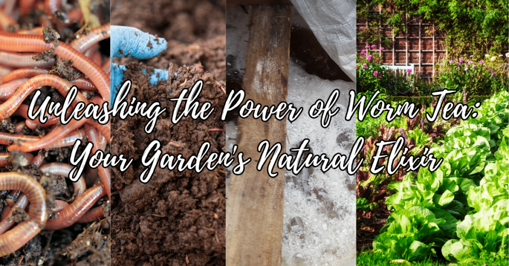 the enchanting world of gardening with worms, vermicompost, worm tea, and the garden's bountiful results. On the left, a close-up of earthworms diligently working through nutrient-rich vermicompost, teeming with organic matter. In the center, a handful of dark, nutrient-packed worm tea, brimming with vitality. On the right, a lush and vibrant garden oasis, displaying the miraculous impact of using worm tea – with flourishing plants, colorful blooms, and green foliage. An awe-inspiring depiction of nature's alchemy, where worms and worm tea bring magic to life in the garden.