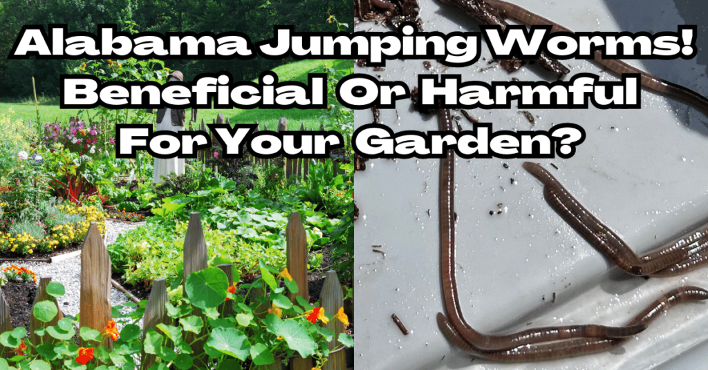 Alabama jumping worms! Beneficial or harmful for your garden?