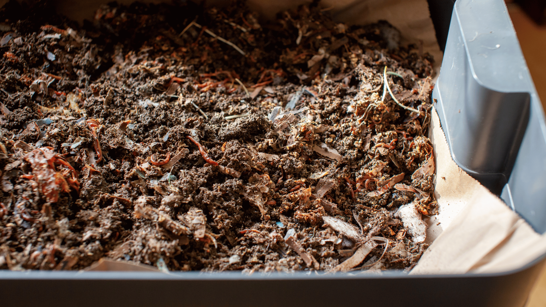 worm bin with food scraps being devoured by red wigglers.