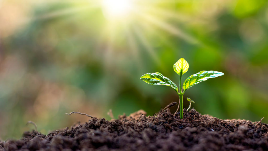 Bright green seedling sprouting from nutrient-rich soil under warm sunlight, showcasing the benefits of worm composting for enhancing soil health and fertility.