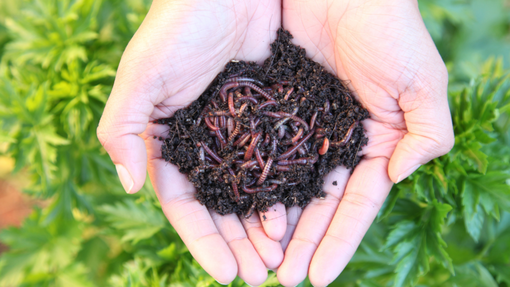 Hands gently cradling a mix of composting worms, including Red Wigglers and European Nightcrawlers, surrounded by lush green plants, symbolizing the role of worms in enriching soil and promoting sustainable gardening.