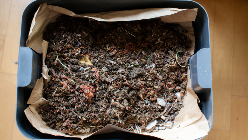 A Thriving Worm bin full of food scraps being broke down by compost worms.