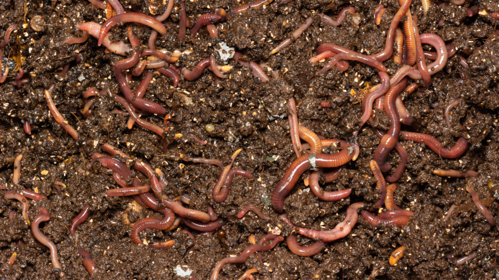 Close-up image of European Nightcrawlers (Eisenia hortensis) burrowing through rich, moist compost material, highlighting their larger size and adaptability for vermicomposting and fishing bait.