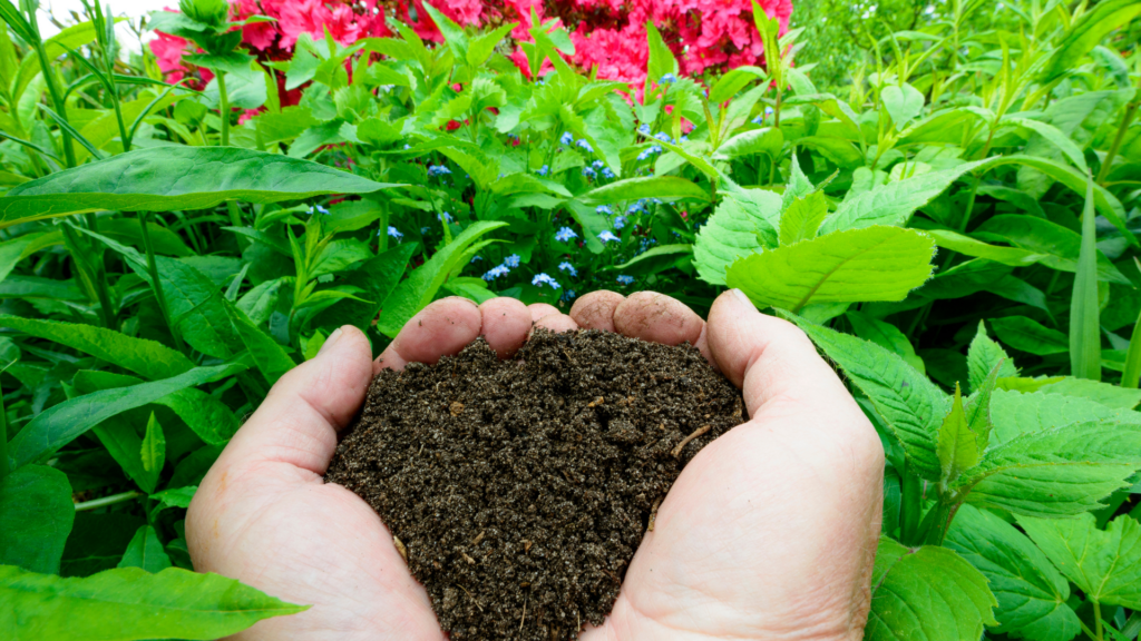 Hands holding finished worm castings in a lush garden that has flourished from worm castings and vermicompost tea.