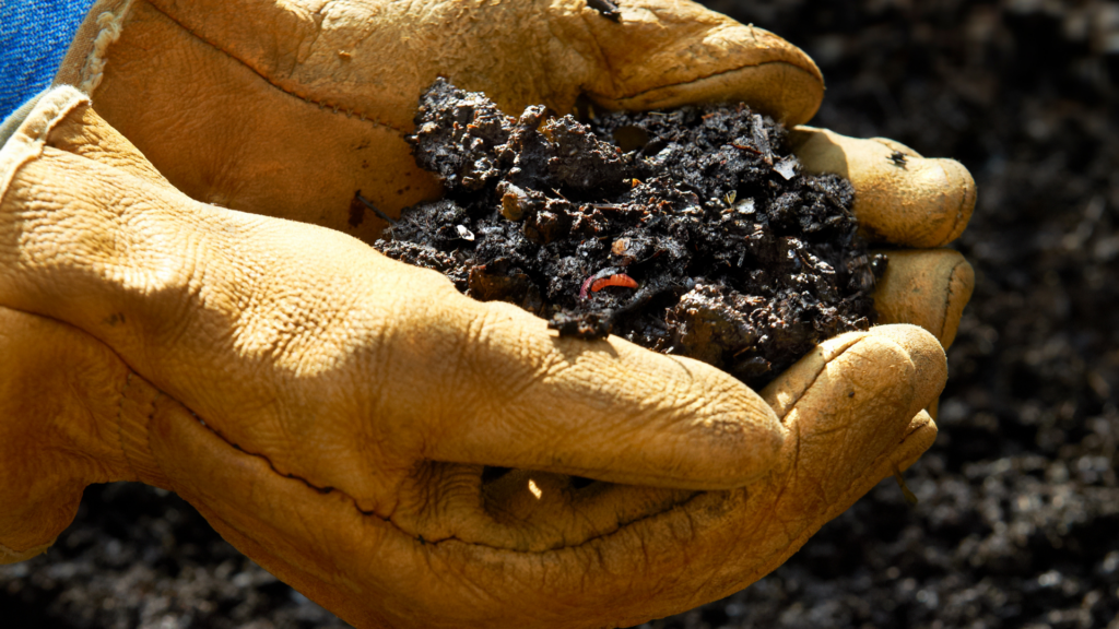 A close-up of gloved hands holding rich, dark worm castings with a visible red wiggler. The compost showcases the nutrient-rich byproduct of vermicomposting, ready to be used as an organic fertilizer for gardening. The bright outdoor setting emphasizes the natural and sustainable nature of the process.