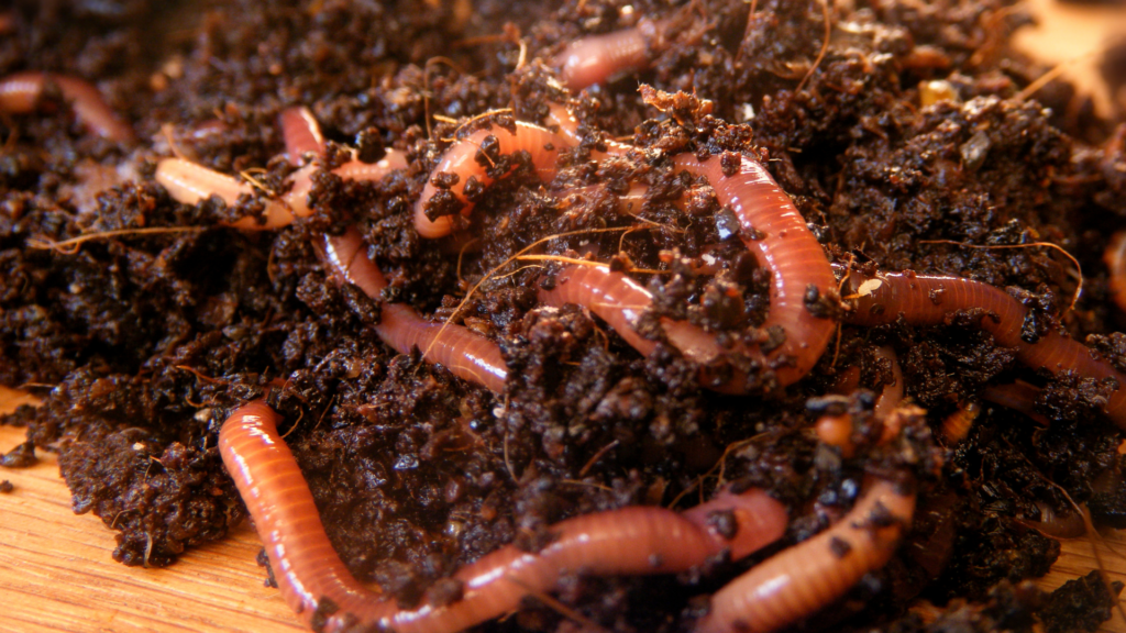  A close-up view of red wiggler worms nestled in nutrient-rich, moist compost inside a worm bin, highlighting the environment created by proper feeding practices and organic waste breakdown.