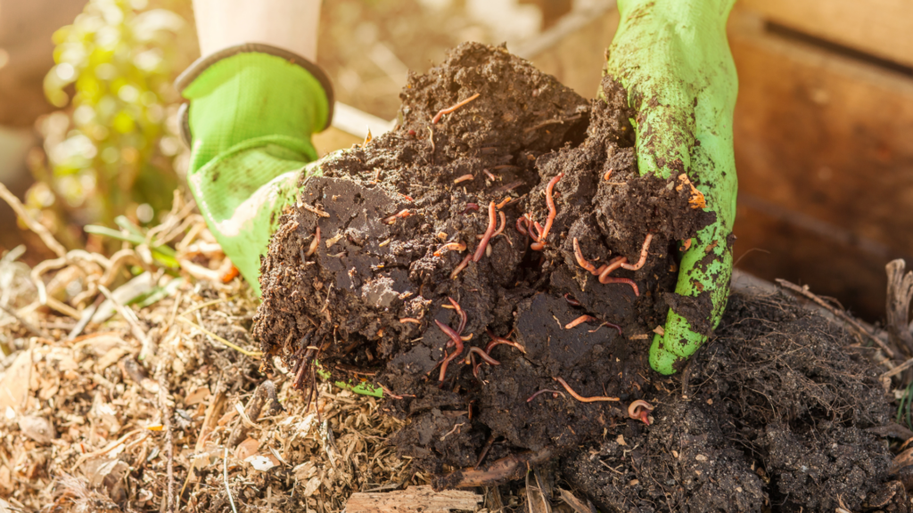 A gardener wearing green gloves holding a large clump of nutrient-rich worm castings filled with red worms, surrounded by organic compost and garden materials in natural sunlight.