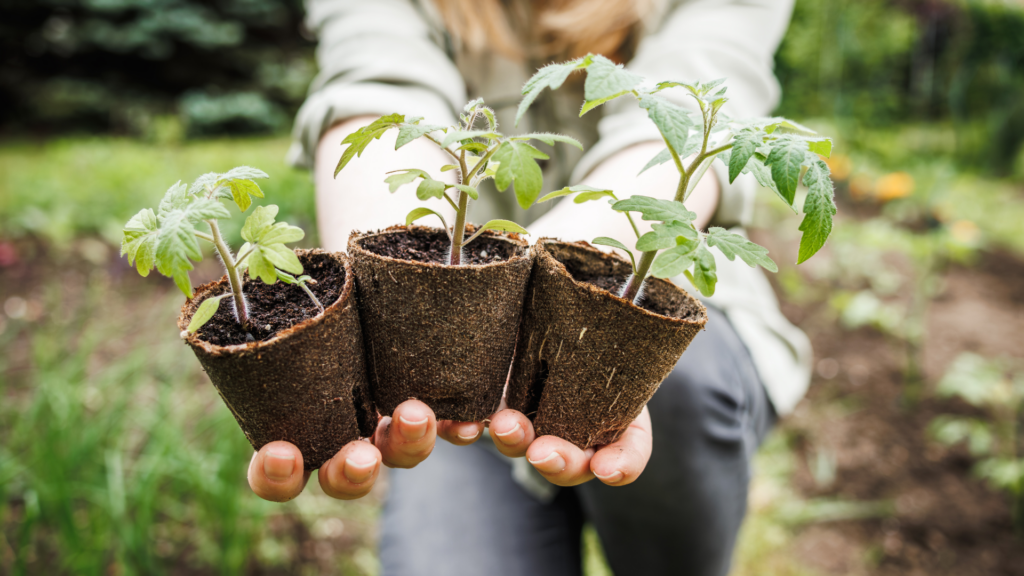 A person holding biodegradable pots with healthy tomato seedlings growing in soil enriched with worm castings. The image showcases the use of vermicompost to create a nutrient-rich seedling mix, promoting strong plant growth in a sustainable gardening setup.