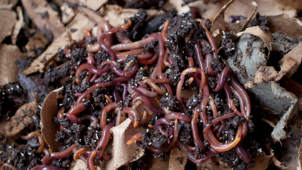 Close-up of red wigglers in dark compost surrounded by brown shredded cardboard bedding, illustrating a healthy worm bin setup.