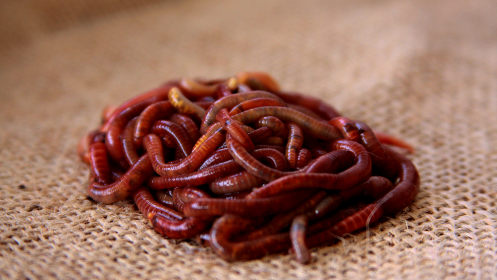 Close-up image of a vibrant pile of Red Wigglers (Eisenia fetida) on a textured burlap background, showcasing their natural glossy red bodies, ideal for composting and organic waste breakdown.