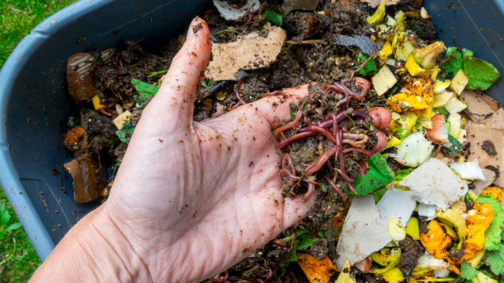 Red Wigglers and European Nightcrawlers being picked up out of a worm bin full of food scraps being turned into worm castings (AKA Black Gold).