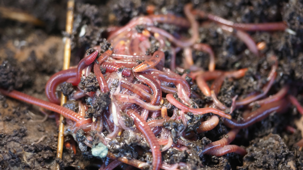 Red wiggler compost worms enjoying the vermifusion worm bin bedding from Meme's Worms.